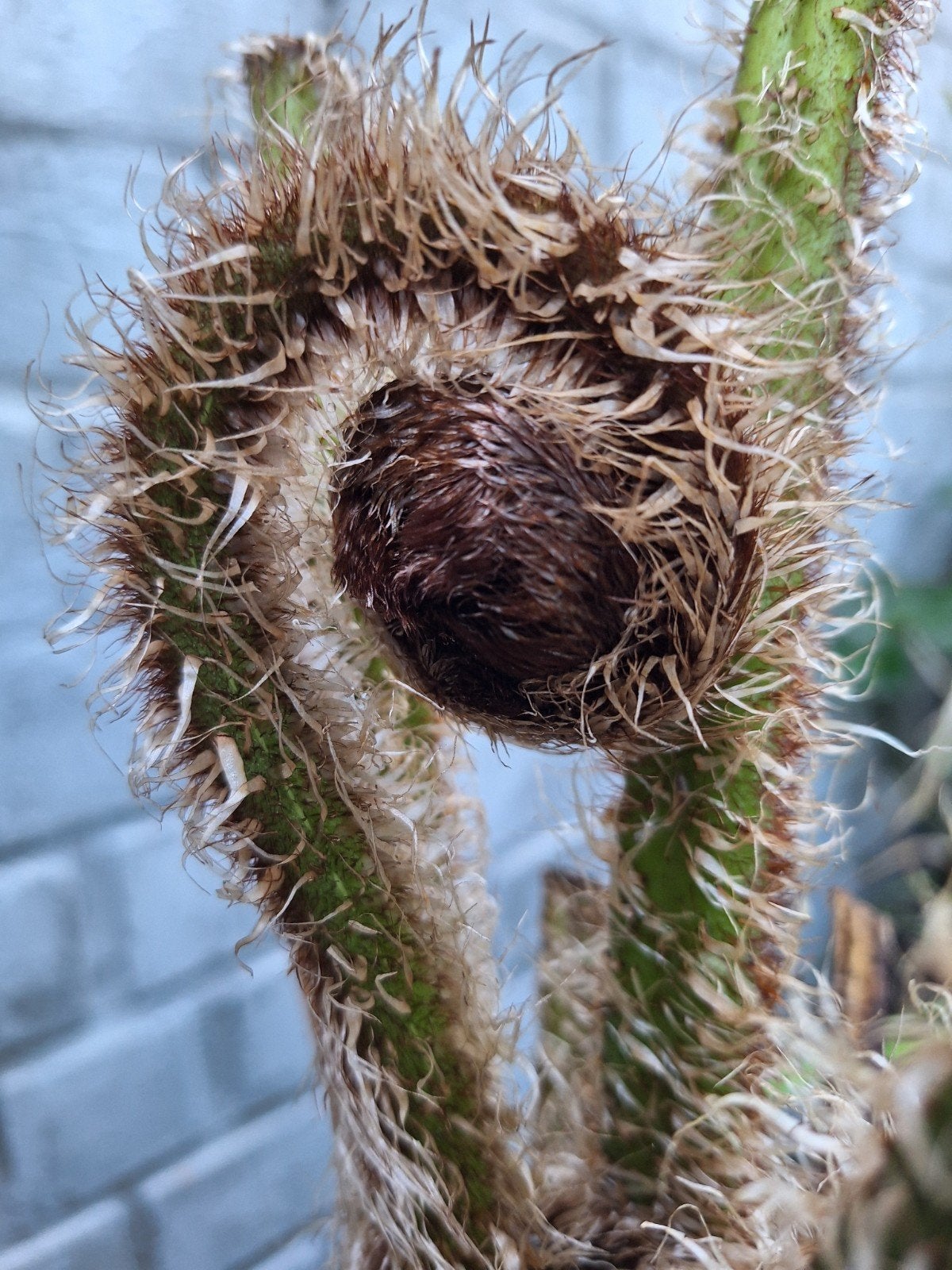 Boomvaren Cyathea cooperi, Tuin en Terras, Ophalen