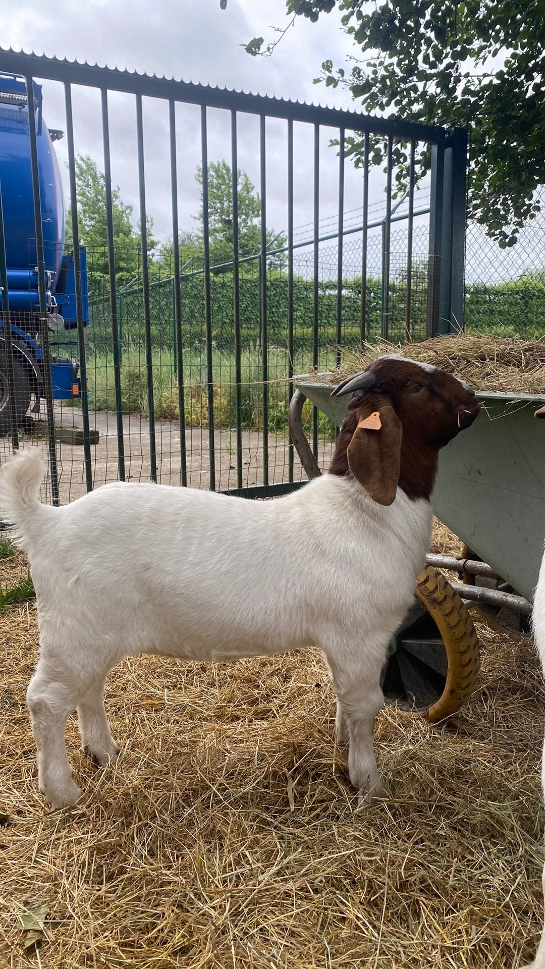 Boergeit boklam te koop, Mannelijk, Geit, 0 tot 2 jaar
