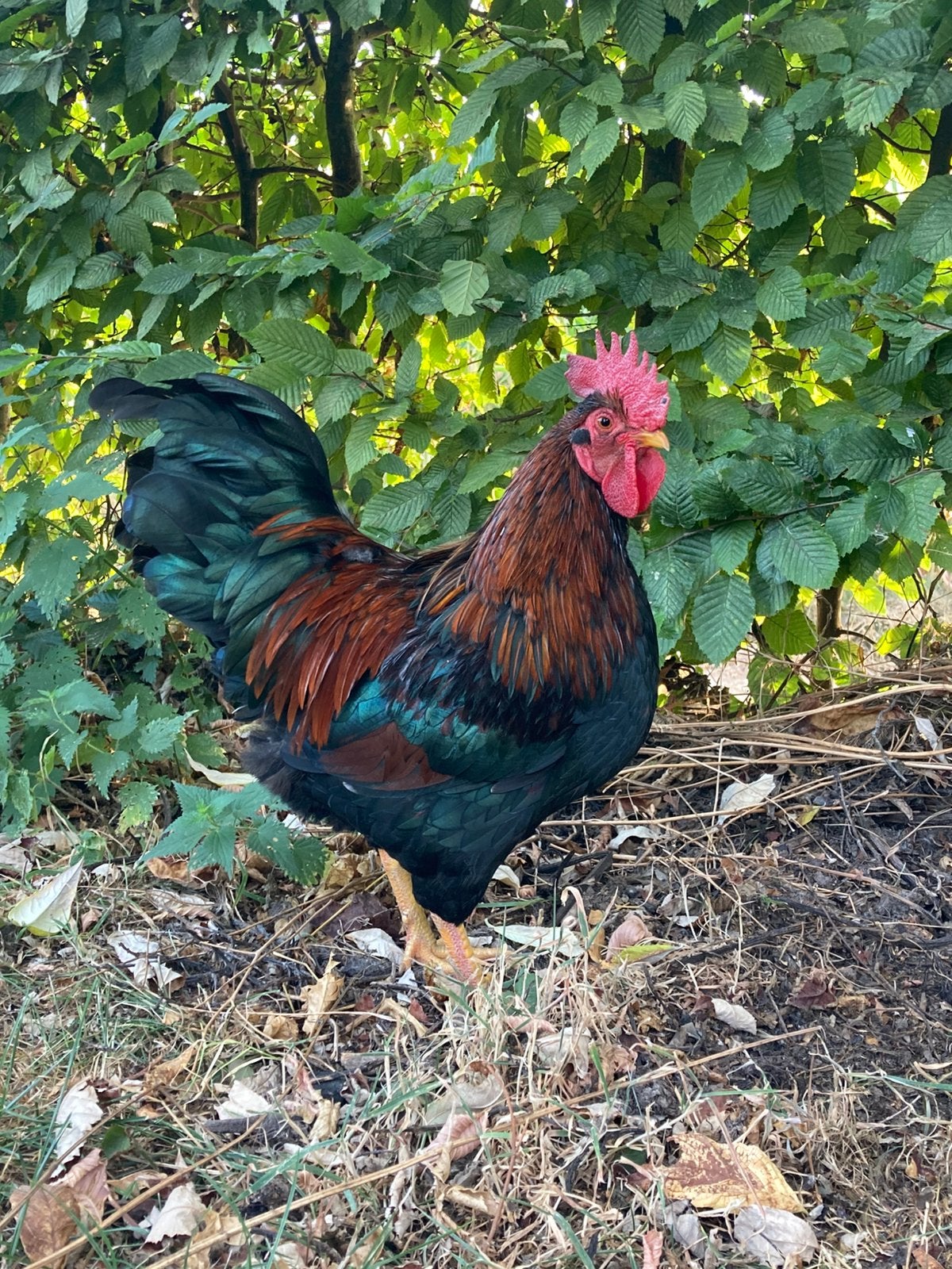 Barnevelder KRIEL - haantjes, Dieren en Toebehoren, Pluimvee, Mannelijk, Kip