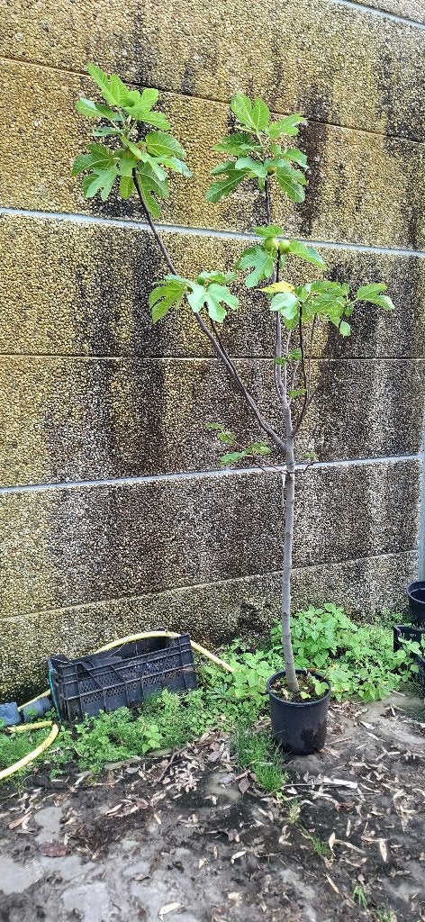 Vijgenboom, Tuin en Terras, Planten | Fruitbomen, Ophalen, Volle zon, In pot, Vijgenboom