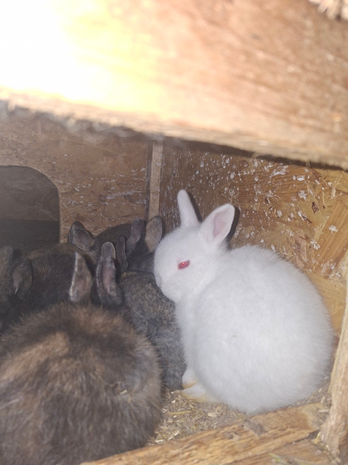 dwergkonijn te koop wit 2 maanden, Meerdere dieren, Dwerg, 0 tot 2 jaar
