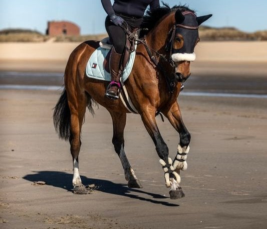 Paardenlesgever gezocht? Professionele begeleiding, Dieren en Toebehoren, Ophalen