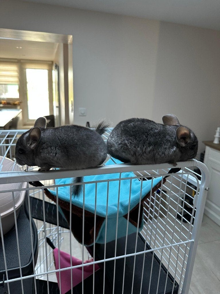 Cage, 90 cm ou plus, Furet, Cage, Comme neuf