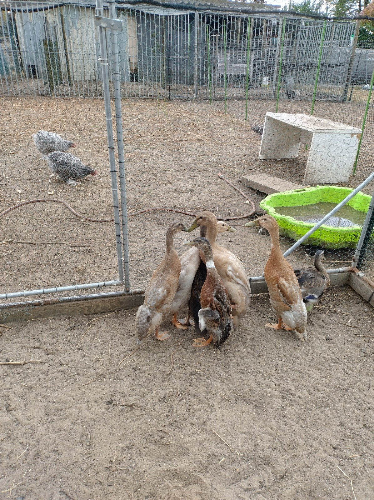 onverwante indische loopeenden koppels, Plusieurs animaux, Canard
