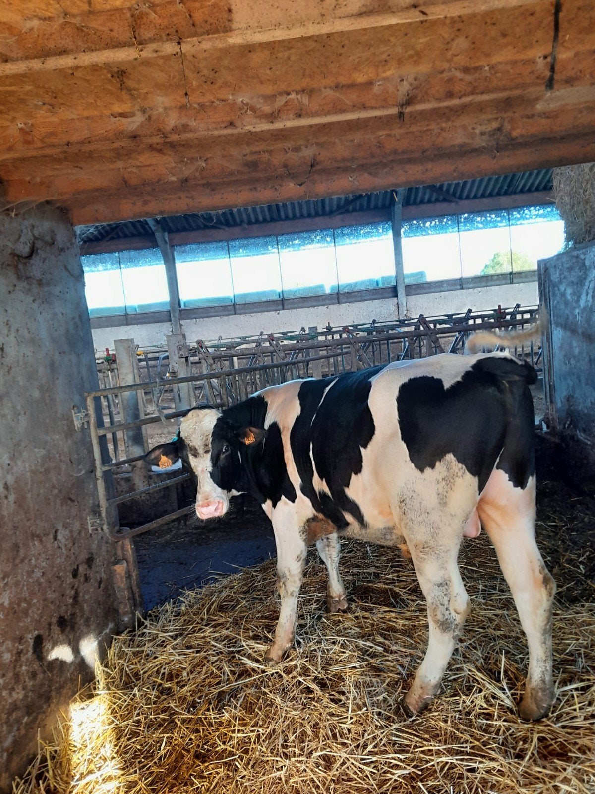 zwartbont holstein stier fokstier springstier, Dieren en Toebehoren, Mannelijk, 0 tot 2 jaar