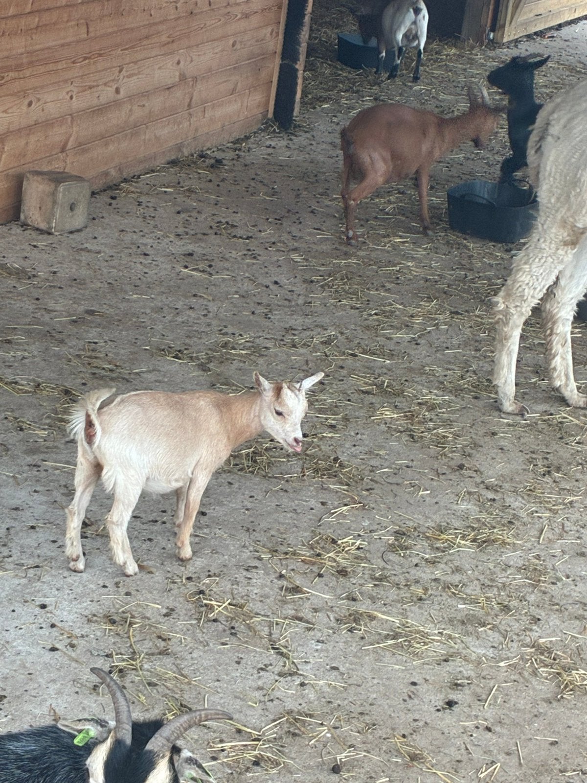 Mieke 3,5 maand camel. Kleur. Zeer mooi, Animaux & Accessoires