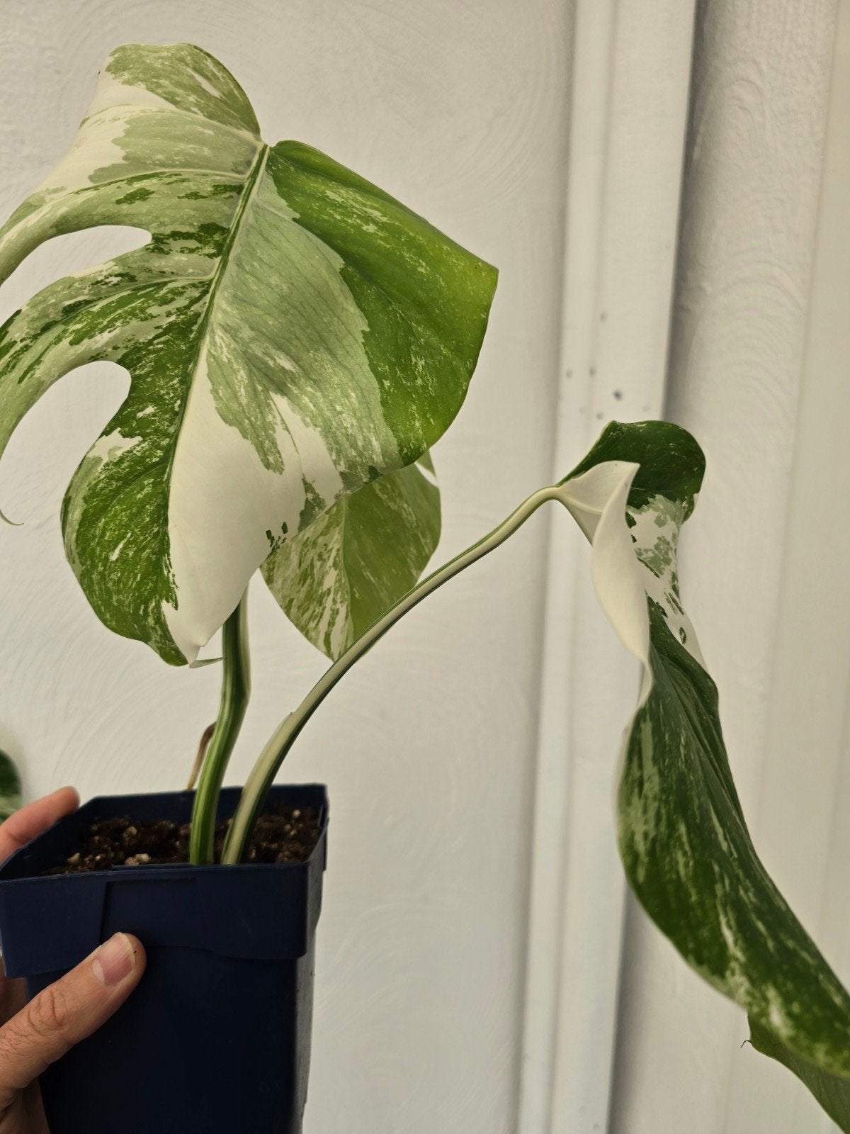 Monstera Albo Variegata, Ophalen