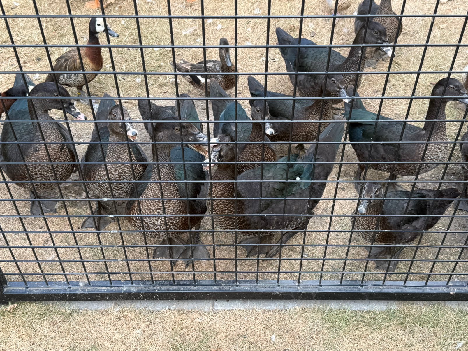 Muskuseenden of barbaries, Plusieurs animaux, Canard