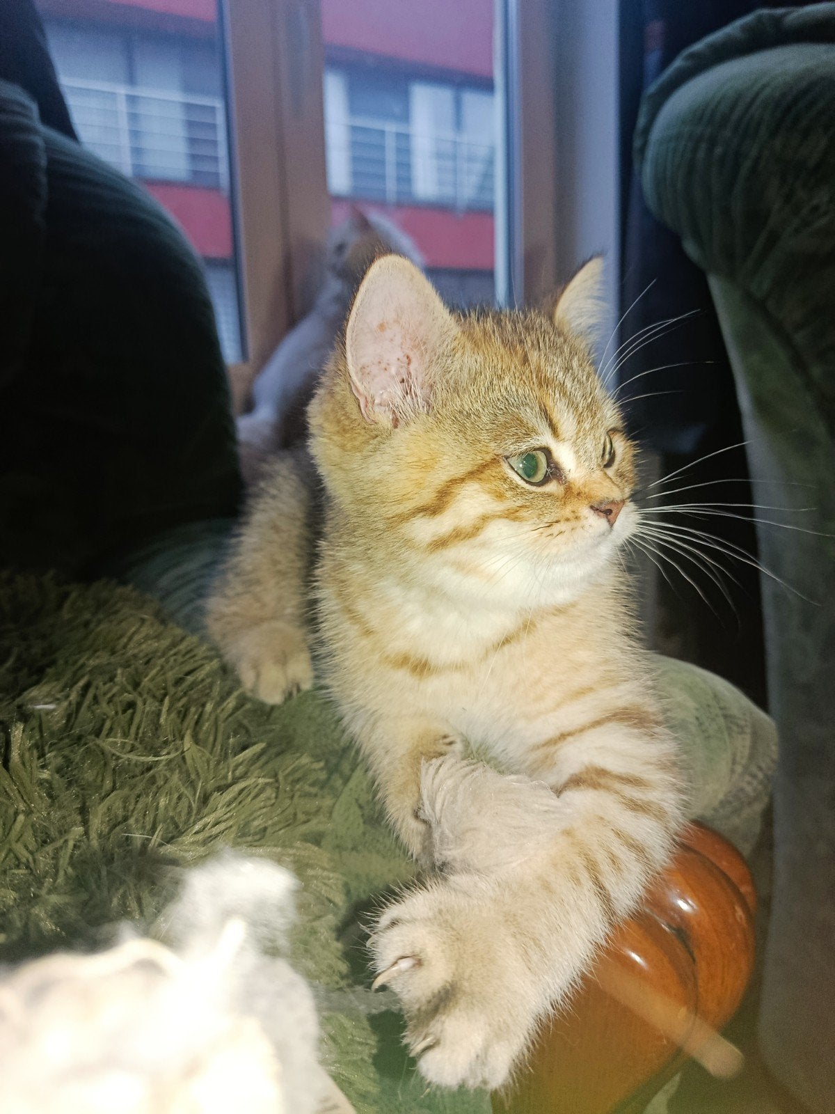 British korthaar black golden tabby chinchilla, Kater, Met stamboom, 0 tot 2 jaar