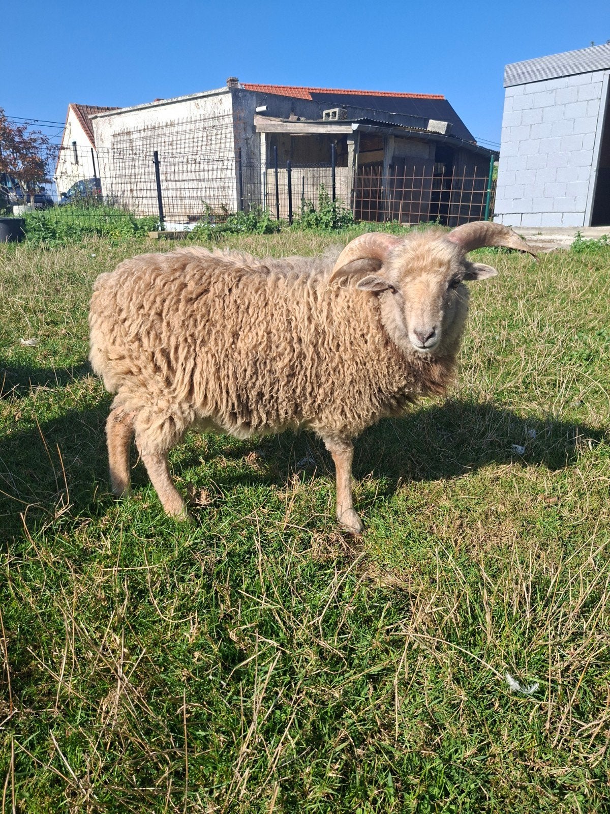 mini schaap ouessant bokje te koop, Animaux & Accessoires, Mouton