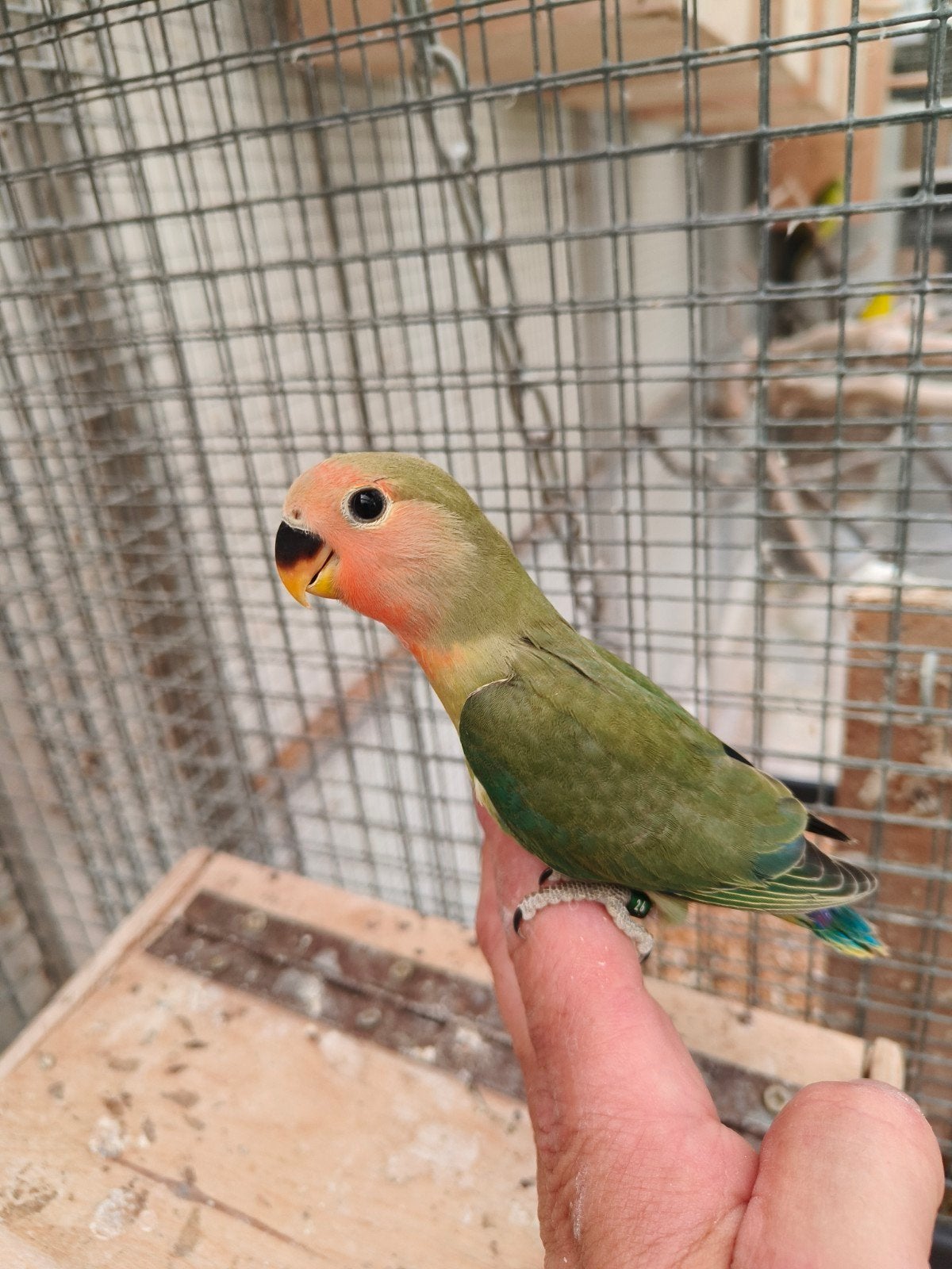Jonge roseicolli, Dieren en Toebehoren, Vogels | Parkieten en Papegaaien, Geringd