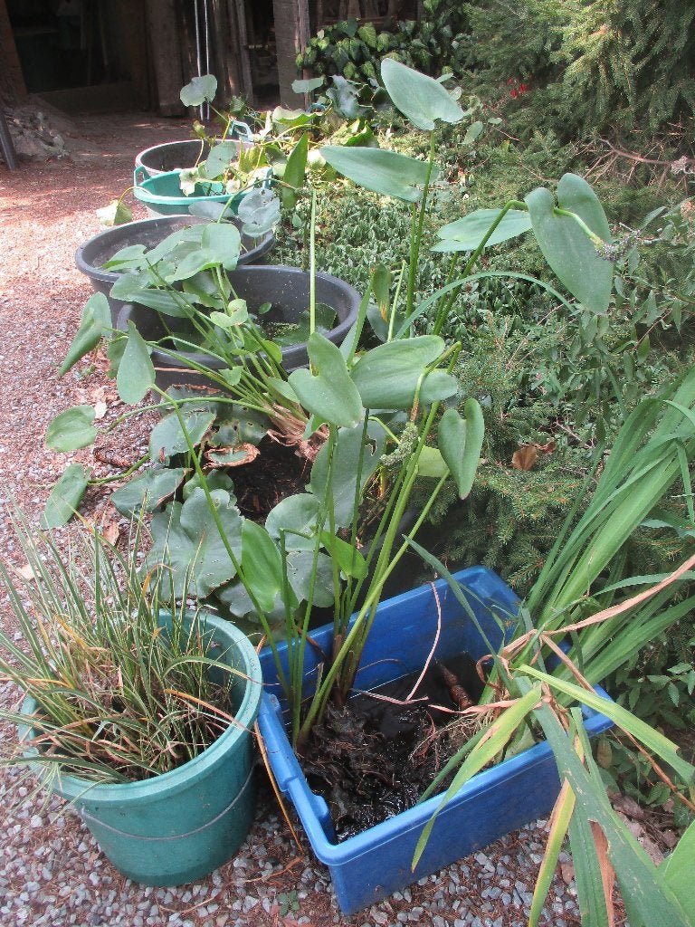 Snoekkruid, Jardin & Terrasse, Étangs, Enlèvement, Neuf