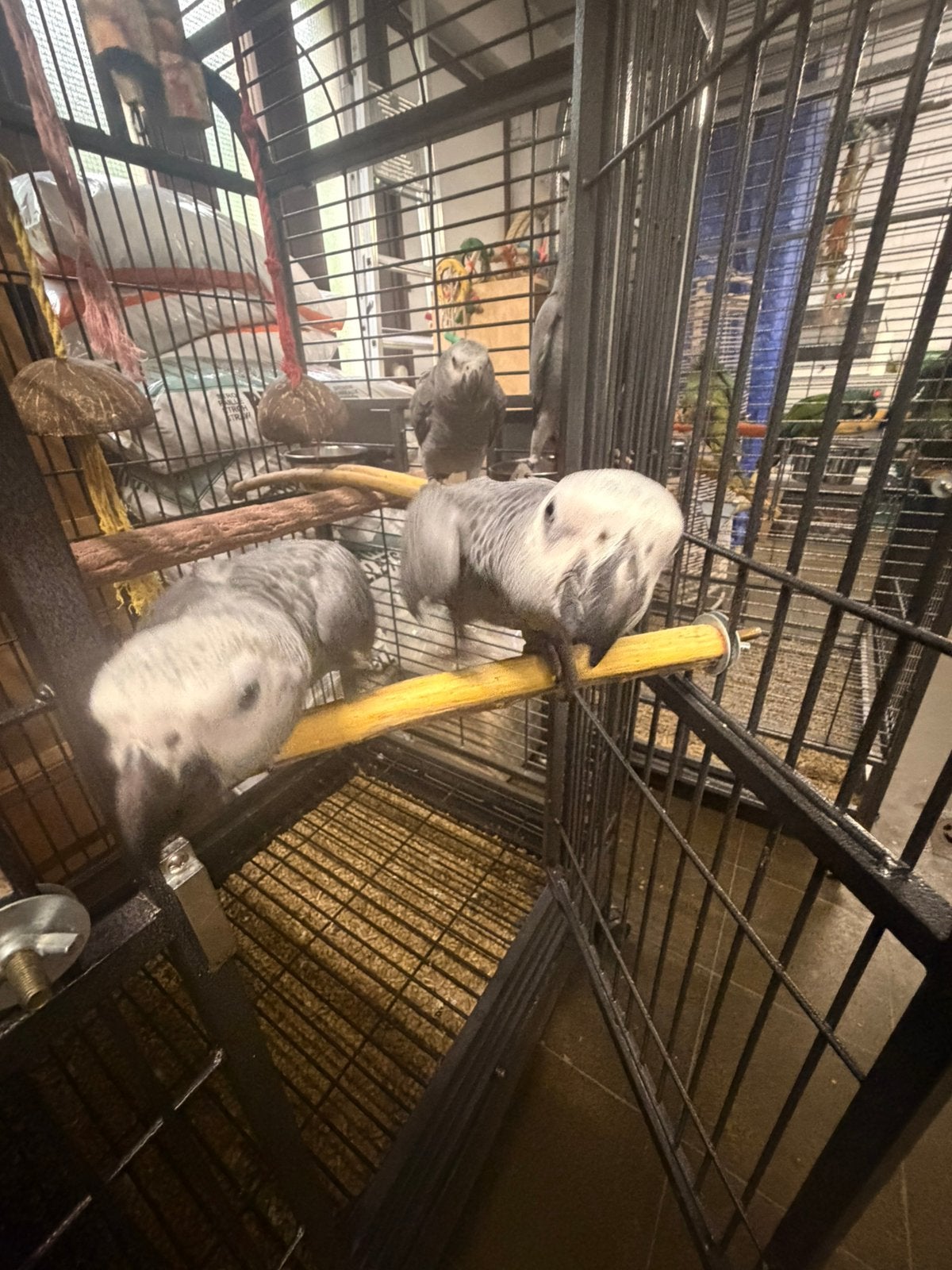 Jeune gris du gabon, Animaux & Accessoires