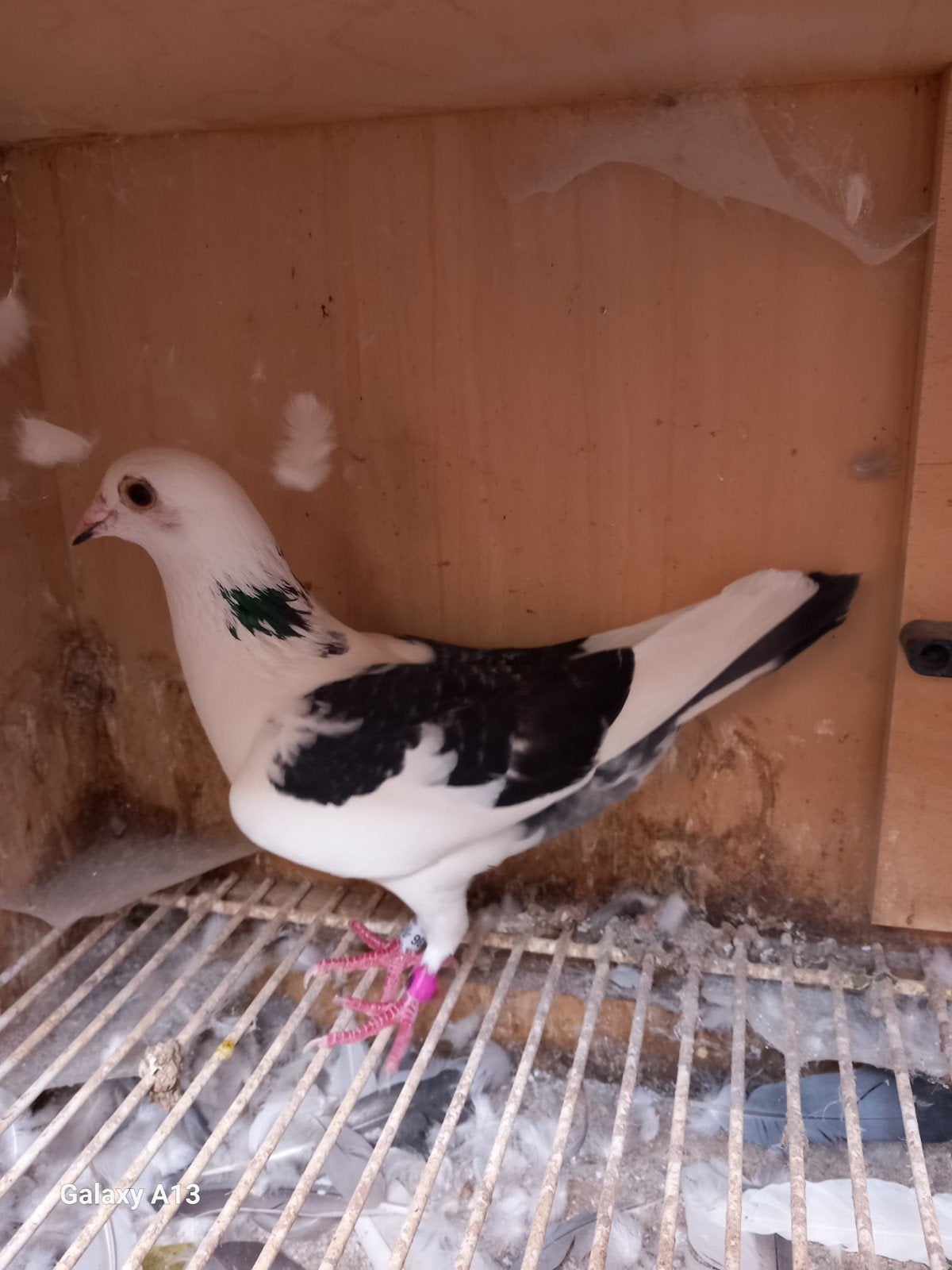 vitesse kweekduivin, Dieren en Toebehoren