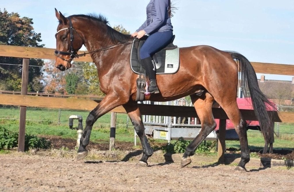 Röntgen OK, correcte , lieve BWP ruin, Met stamboom, Ruin, Dressuurpaard, L