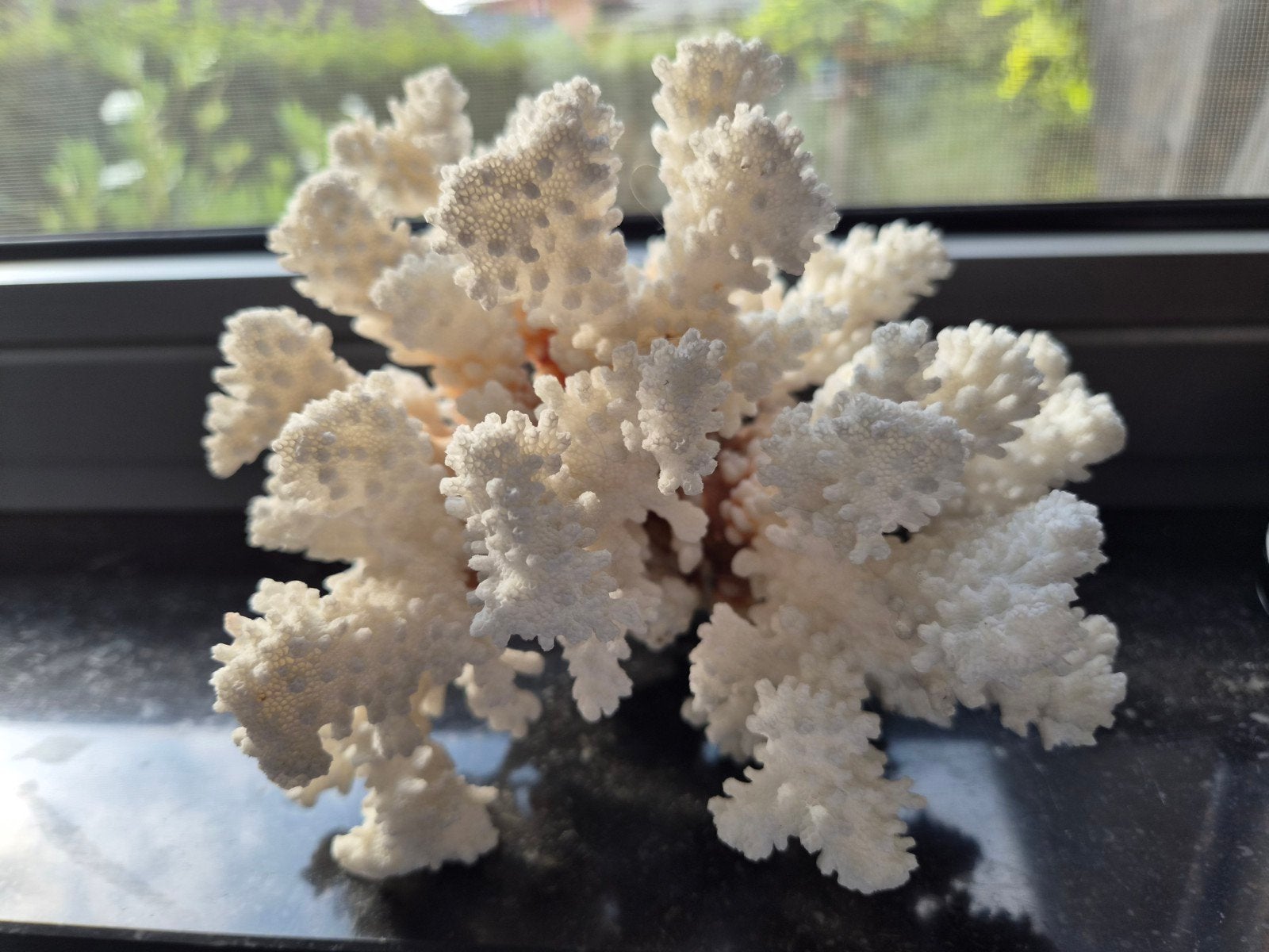 zuiveren koraal, Verzamelen, Mineralen en Fossielen, Ophalen of Verzenden