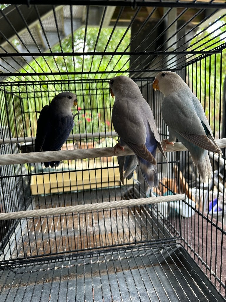 roseicolli, Animaux & Accessoires, Oiseaux | Perruches & Perroquets, Plusieurs animaux, Perroquet nain ou Inséparable, Bagué