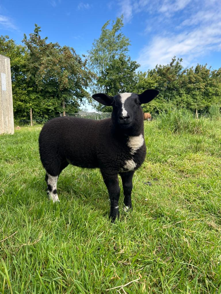 Ram lam te koop, Dieren en Toebehoren, Mannelijk, Schaap, 0 tot 2 jaar