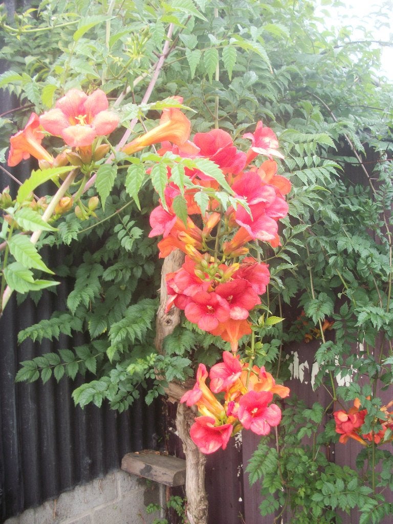Campsis radicans of trompetklimmer, Ophalen, Volle zon, Vaste plant, Klimplanten