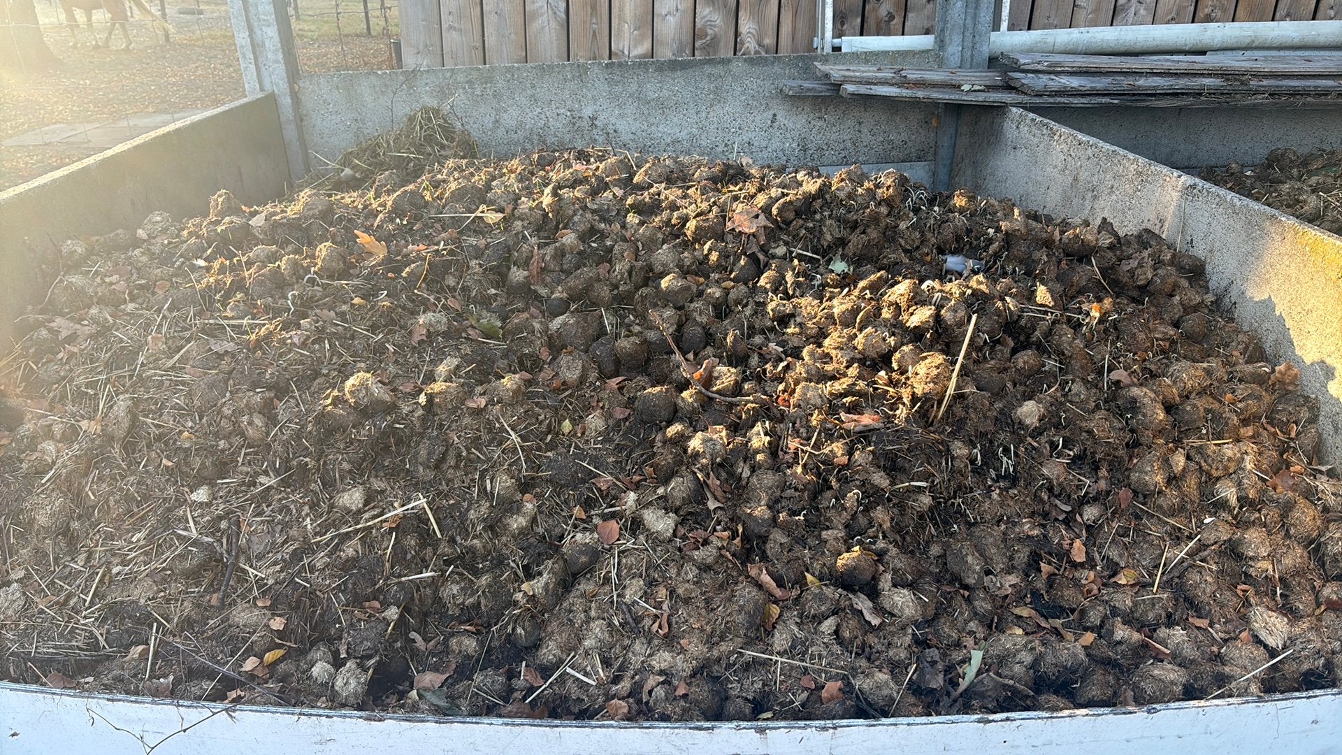 GRATIS  zuivere paardenmest, Tuin en Terras, Ophalen, Mest