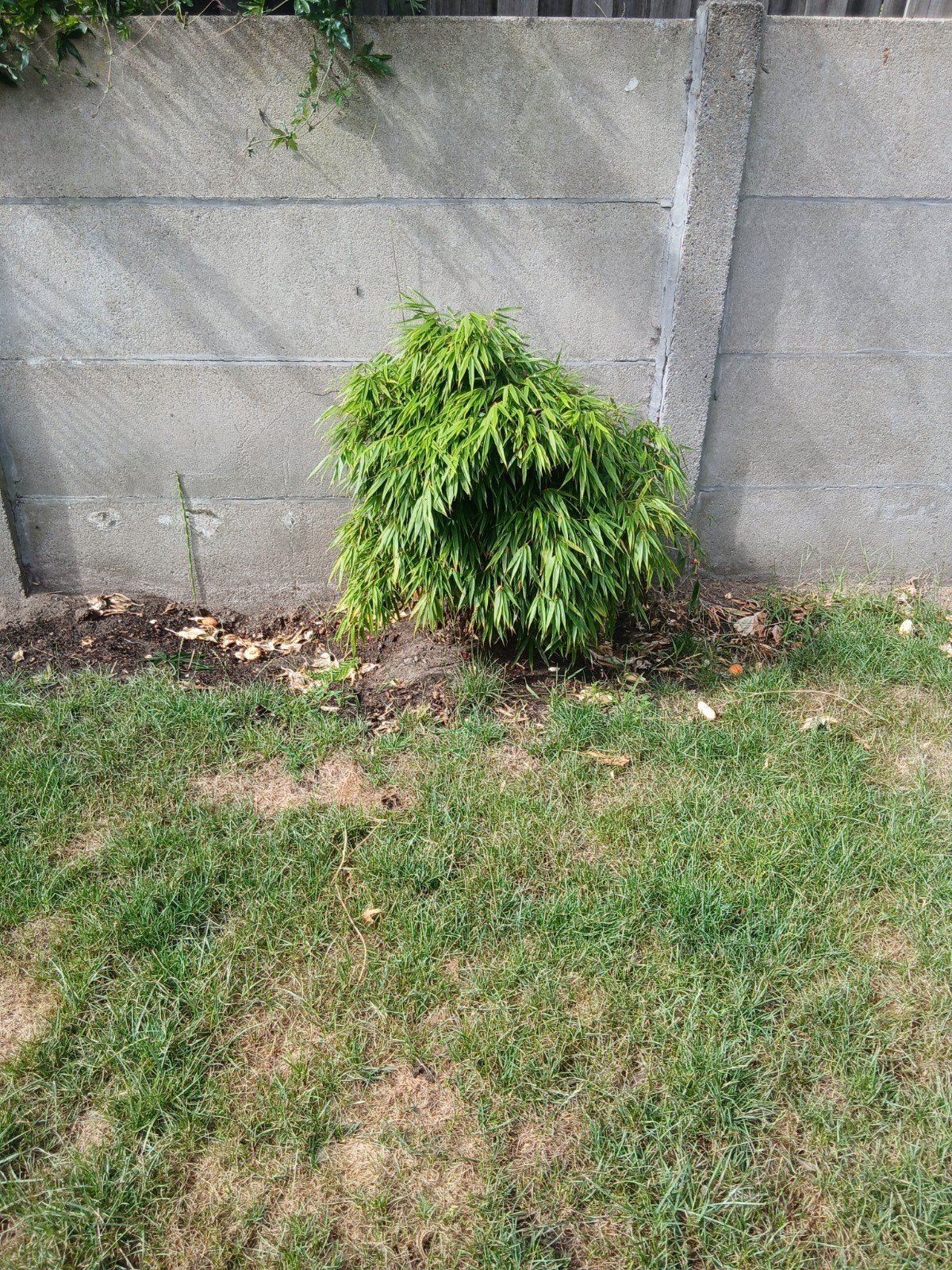 gratis bamboe 2 stuks., Tuin en Terras, Planten | Struiken en Hagen, Ophalen, Bamboe, 100 tot 250 cm