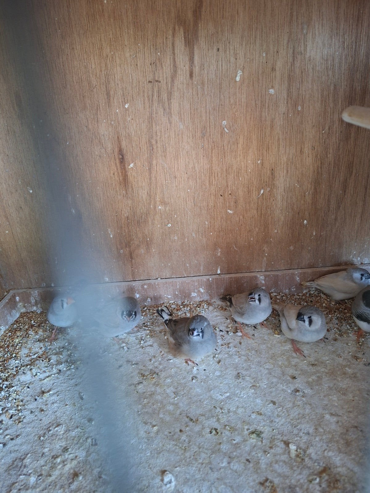 Natuurkleur en bonte zebravinken, Dieren en Toebehoren, Vogels | Kanaries