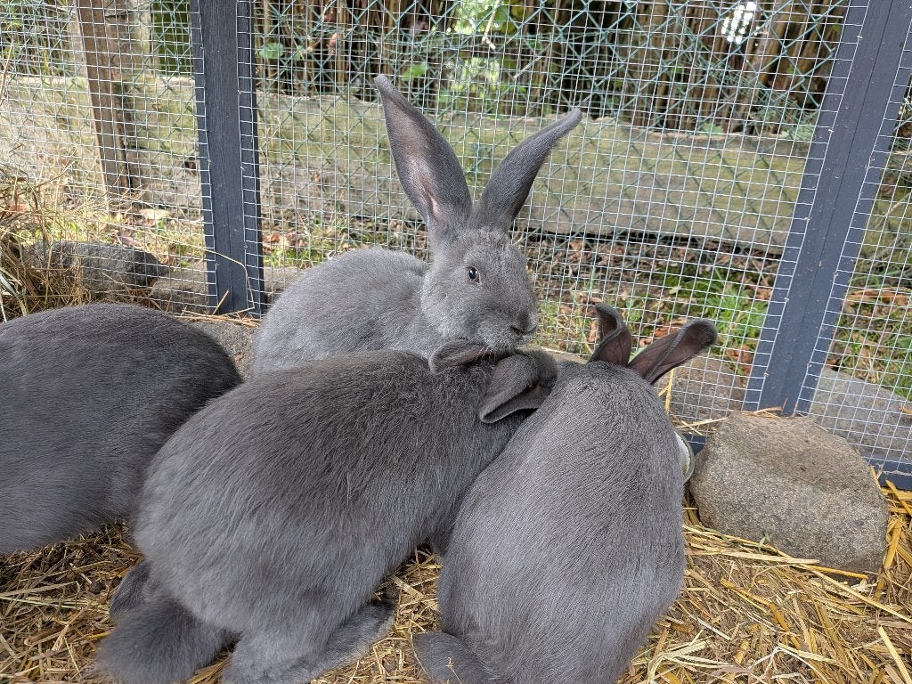 Blauwe van Ham konijnen, Plusieurs animaux, Grand, 0 à 2 ans