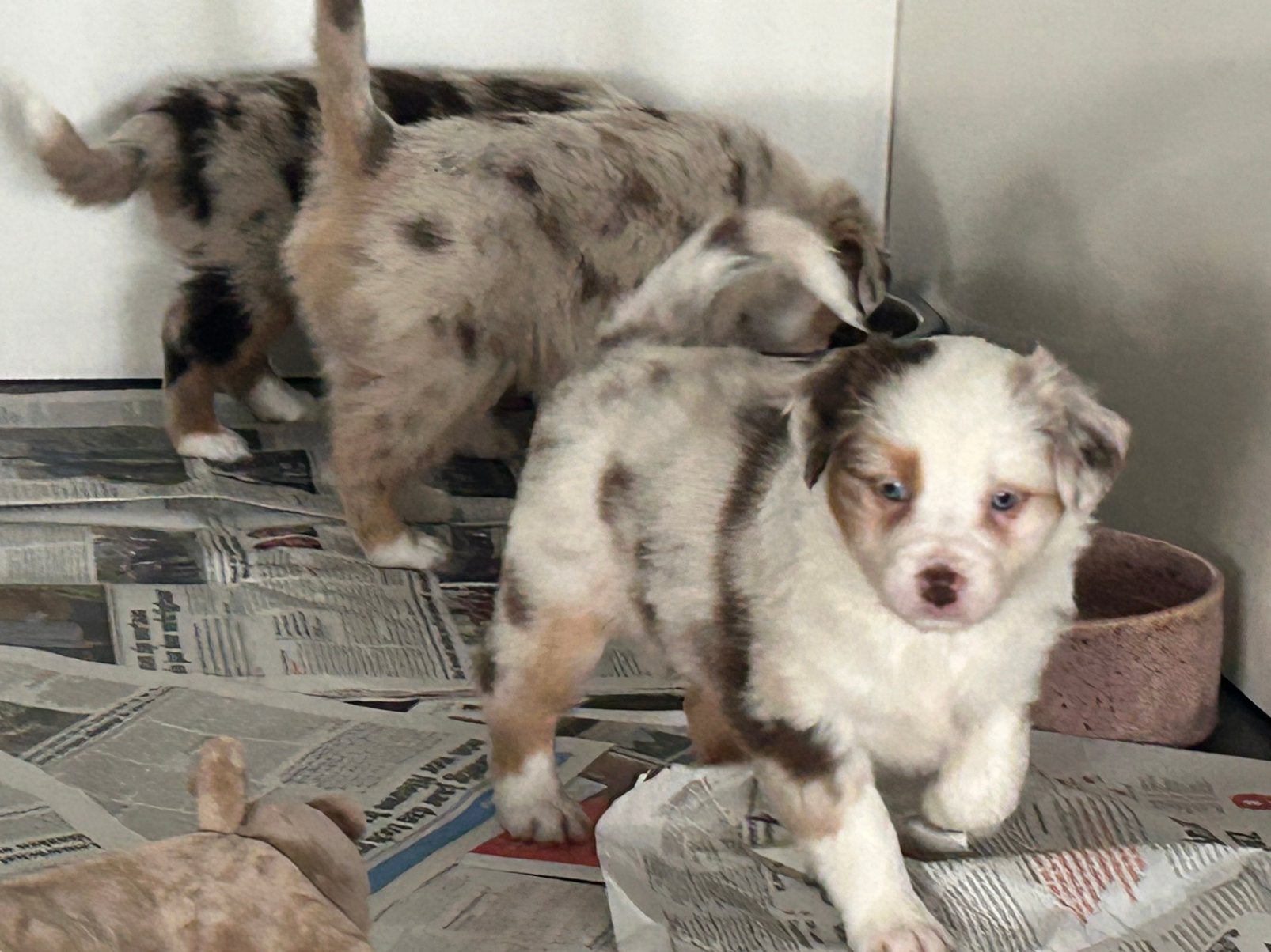 Mini Australian shepherd teefje en reutjes (mini aussie), Animaux & Accessoires, Maladie de Carré (chiens), Chienne, Un chien