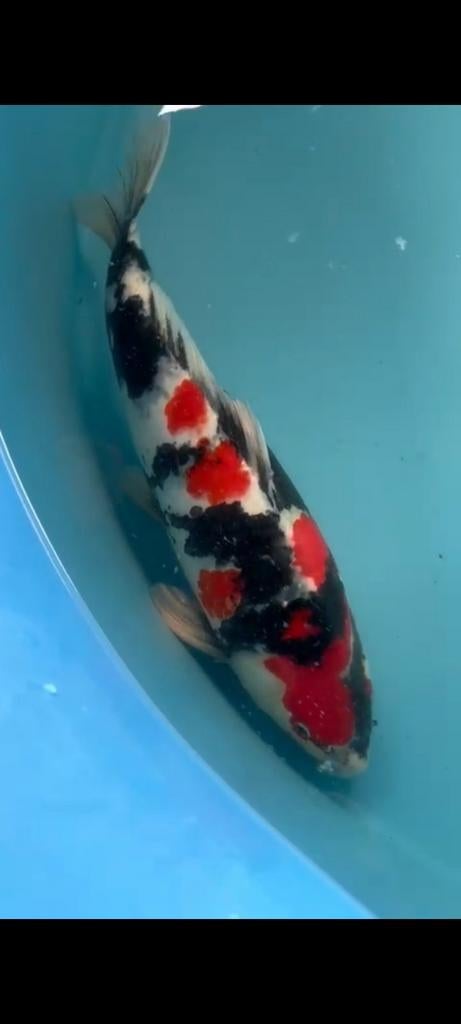 Japanse koi