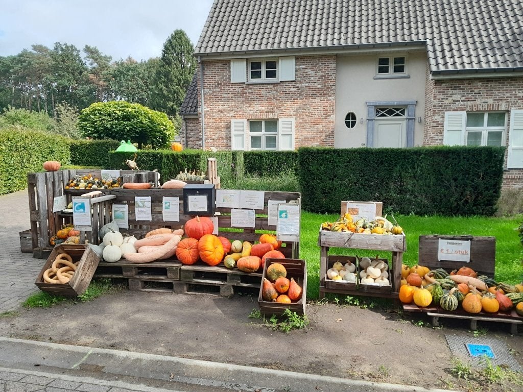 pompoenen , eet-  , sier- , decoratie reuze halloween, Enlèvement