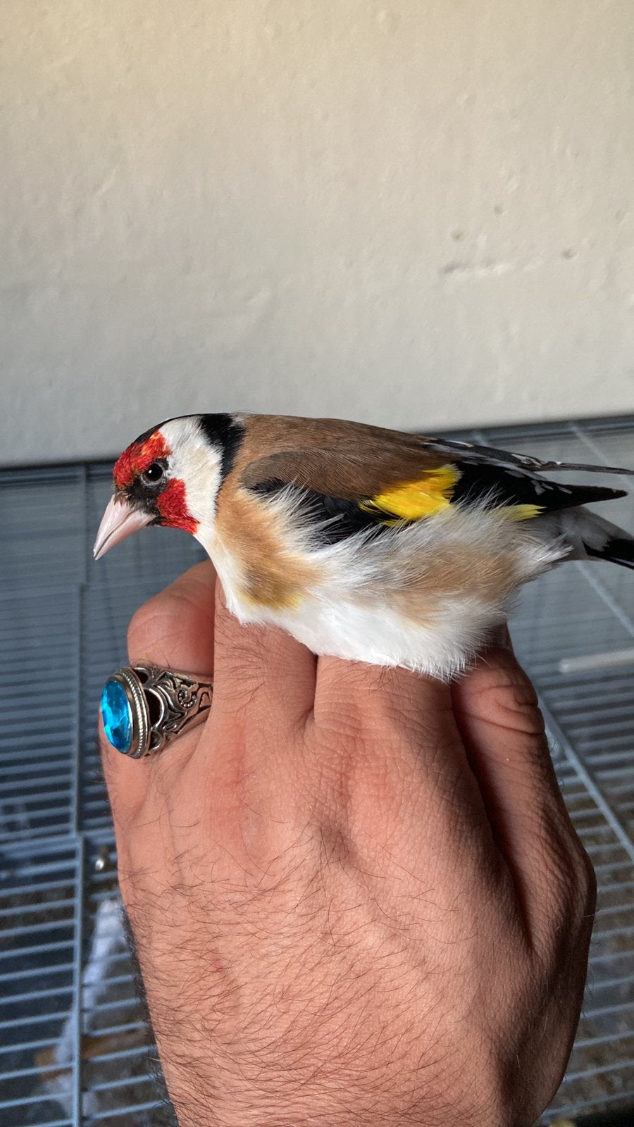 Goldfinch Major, Animaux & Accessoires, Oiseaux | Oiseaux Autre, Plusieurs animaux, Bagué
