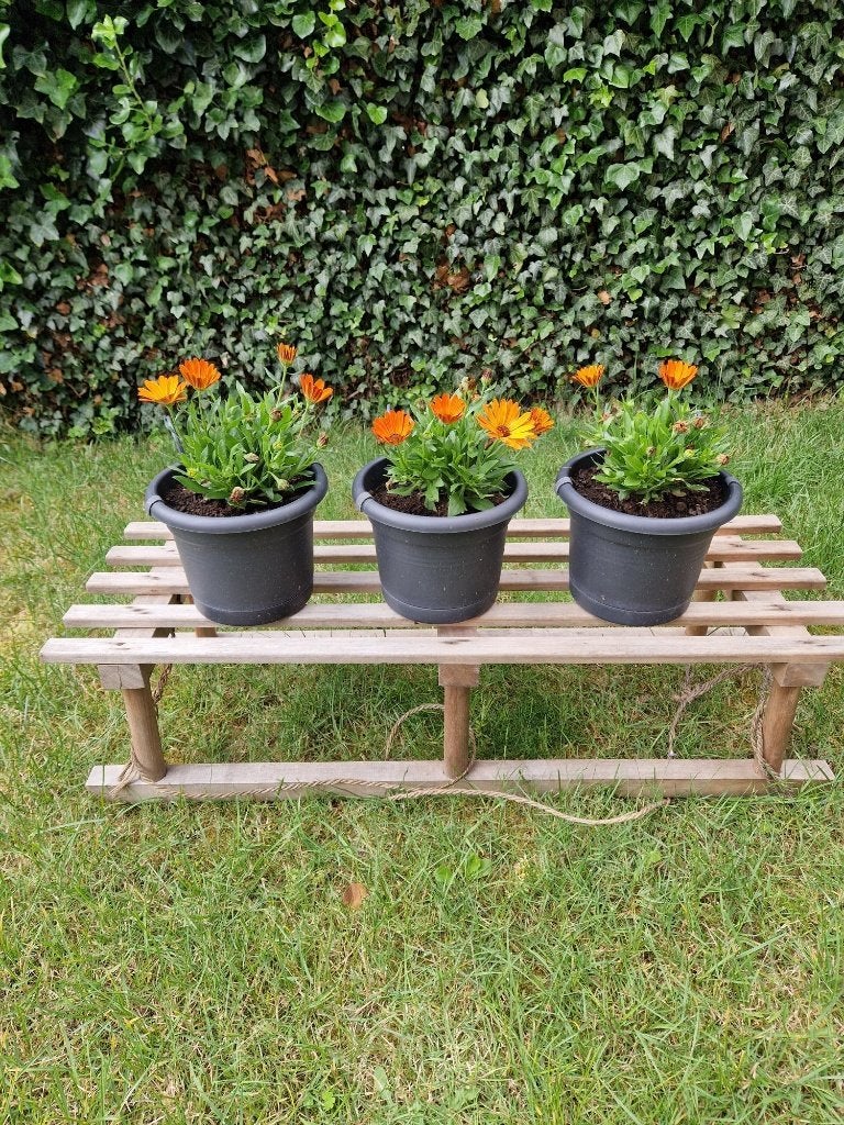 Vintage houten slede, Ophalen, Gebruikt, Hout