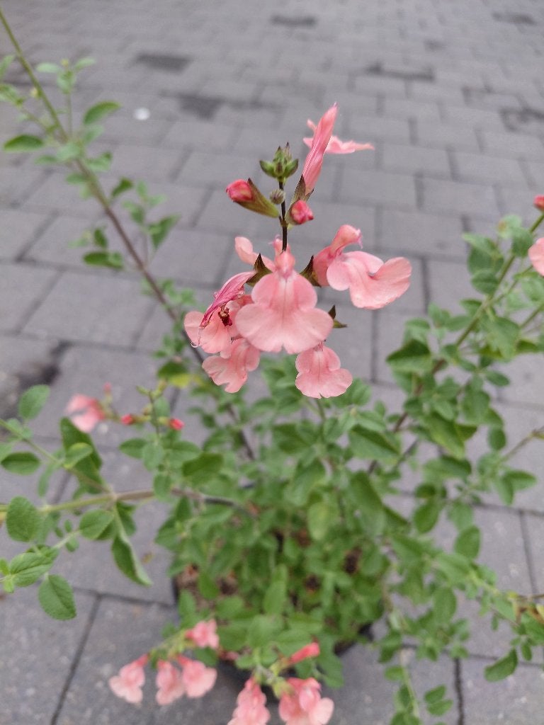Salvia Papajan, Tuin en Terras, Ophalen, Halfschaduw