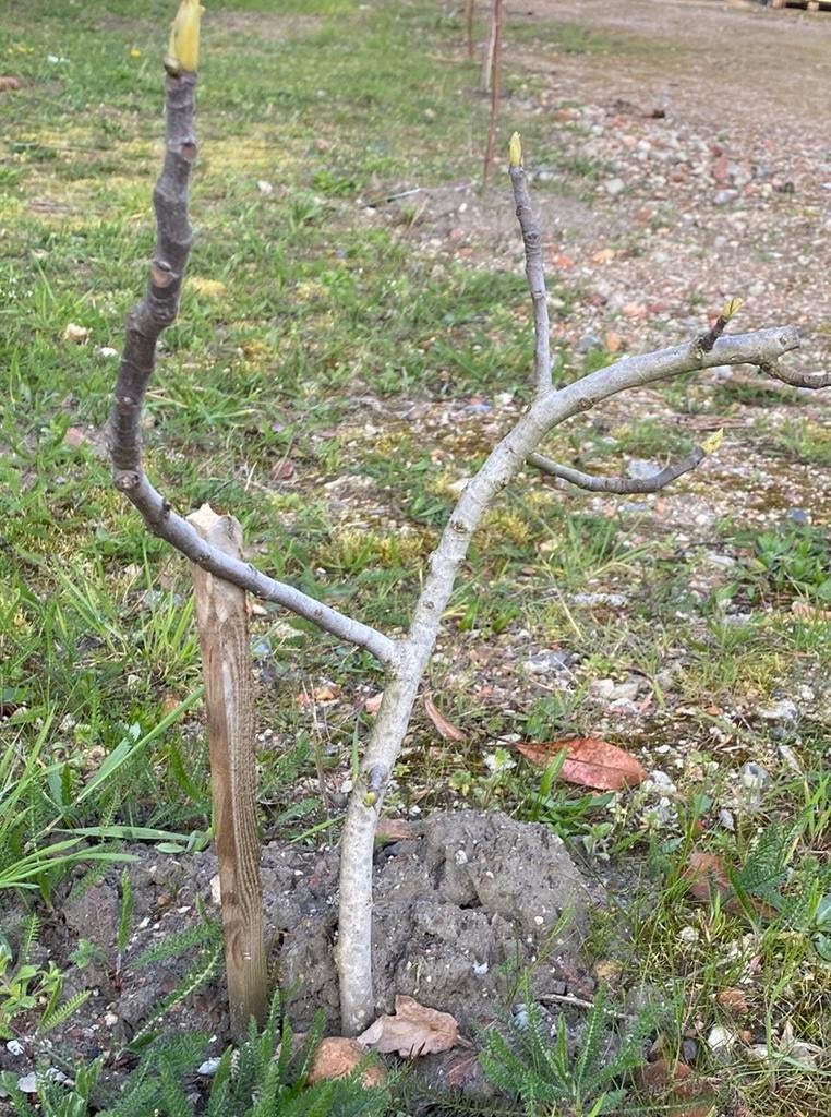 Vijgenbomen, Tuin en Terras, Planten | Bomen, Ophalen