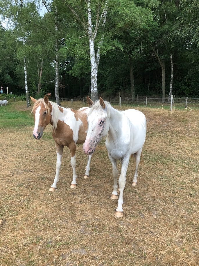 Paint Horses, Dieren en Toebehoren, Minder dan 160 cm, Ruin, Gechipt, Westernpaard