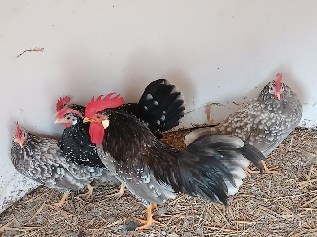 Acona kriel broedeieren, Dieren en Toebehoren, Pluimvee, Kip, Geslacht onbekend