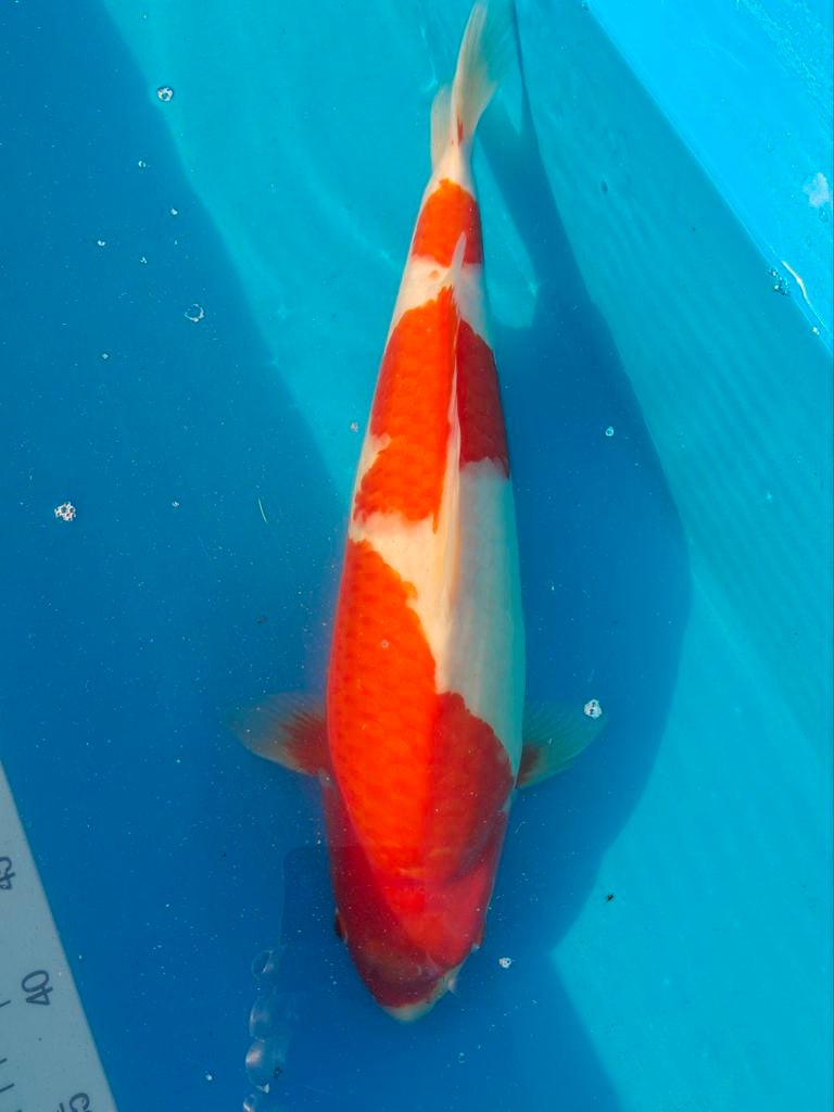Japanse koi te koop: Zie omschrijving, Dieren en Toebehoren, Vissen | Vijvervissen, Karper of Koi