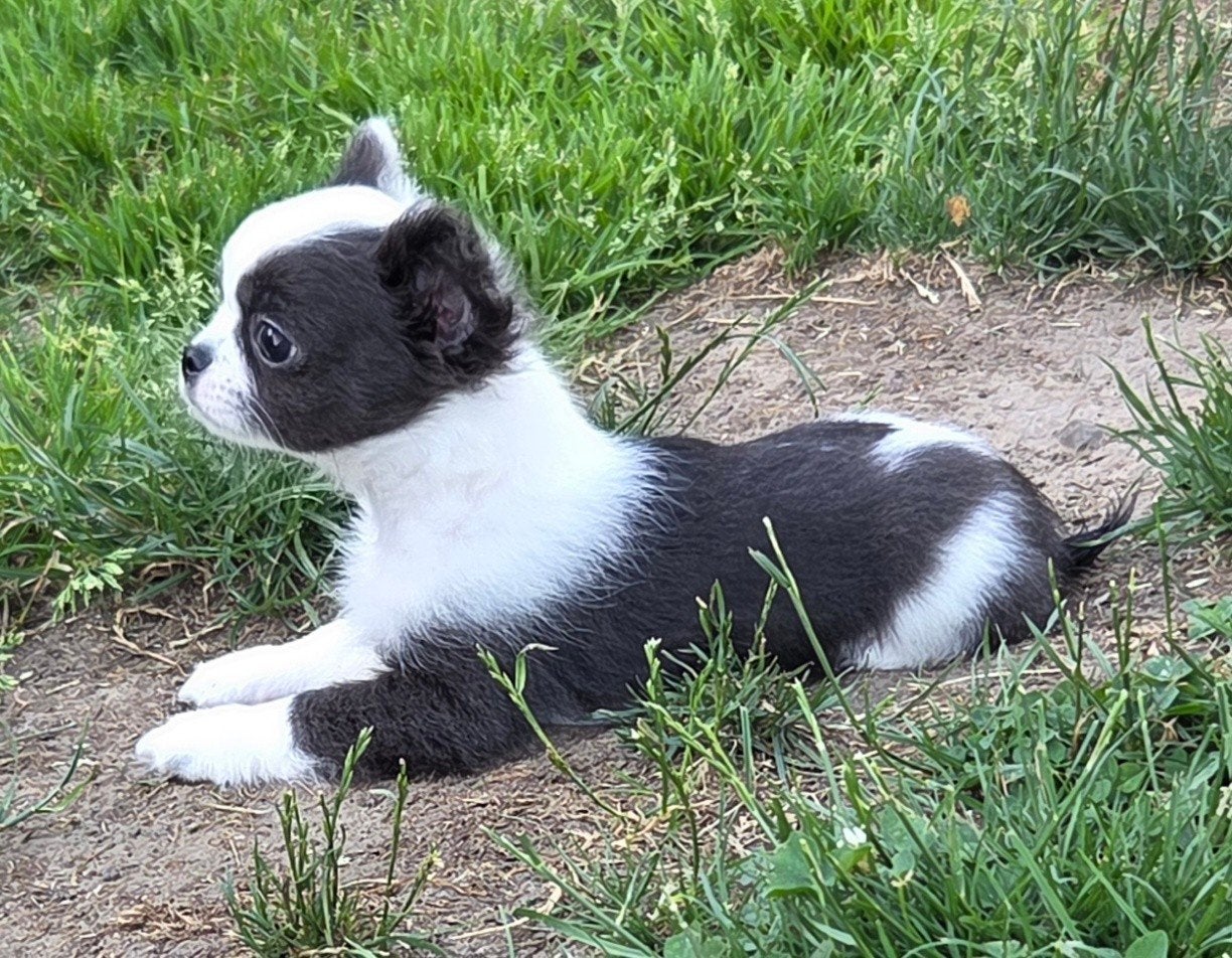 Chihuahua, België, Particulier, Meerdere, Chihuahua