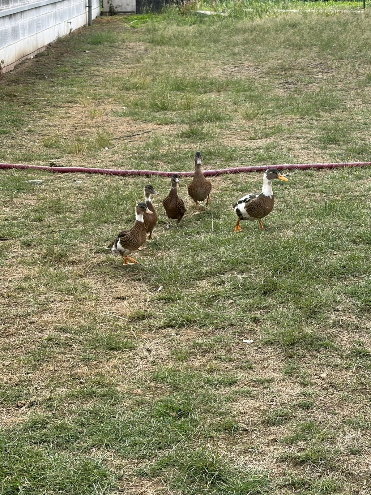 Wilde eenden, Dieren en Toebehoren, Pluimvee