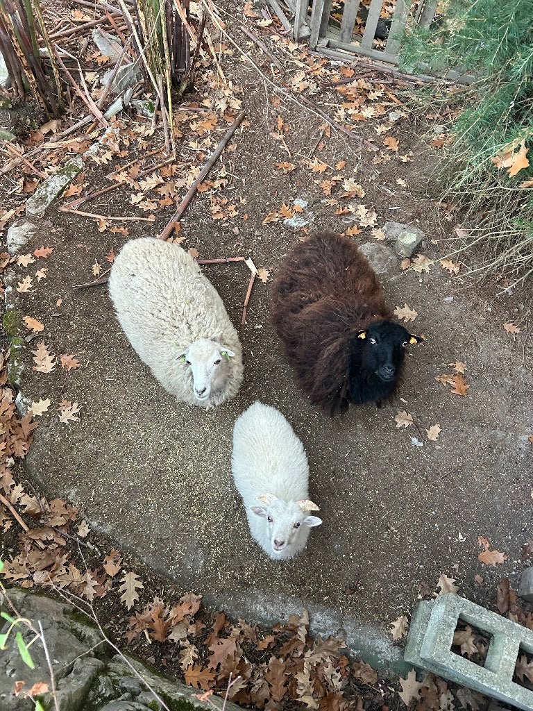 Mouton Ouessant, Plusieurs animaux, Mouton, 0 à 2 ans