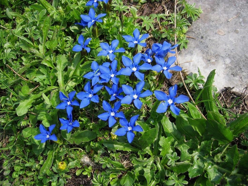 AV.SEMENCES DE FLEURS DE G.H. i, Enlèvement ou Envoi