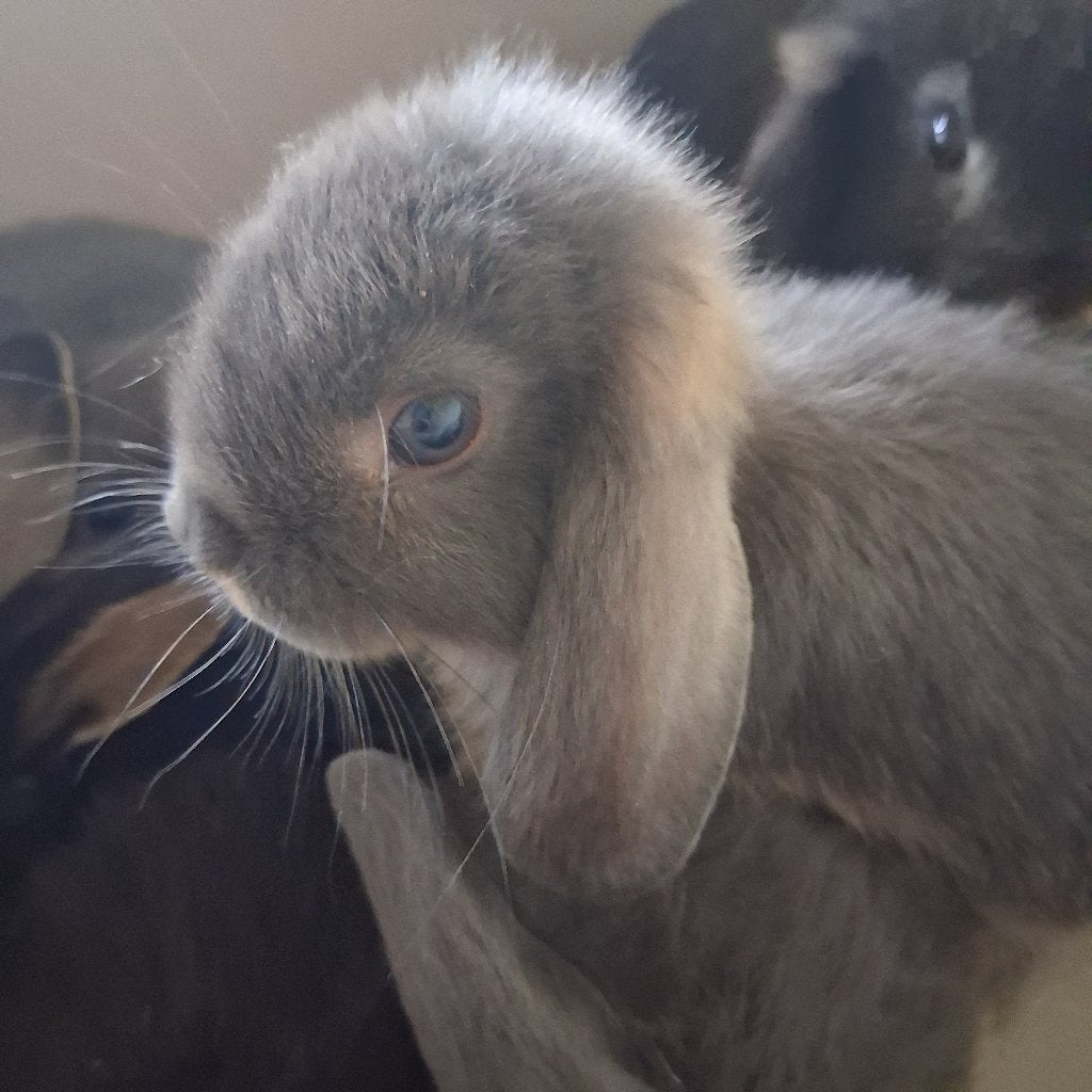 Lapin nain bélier, Nain, Oreilles tombantes, 0 à 2 ans