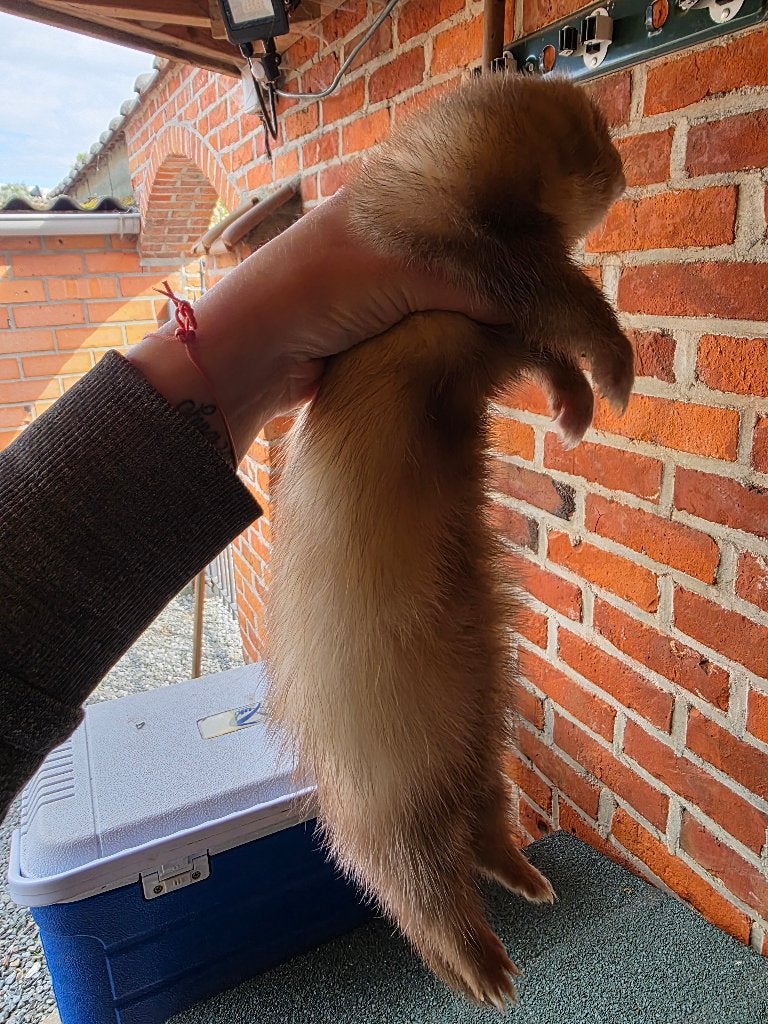 Fretten, Animaux & Accessoires, Furet, Mars, Domestique, Plusieurs animaux