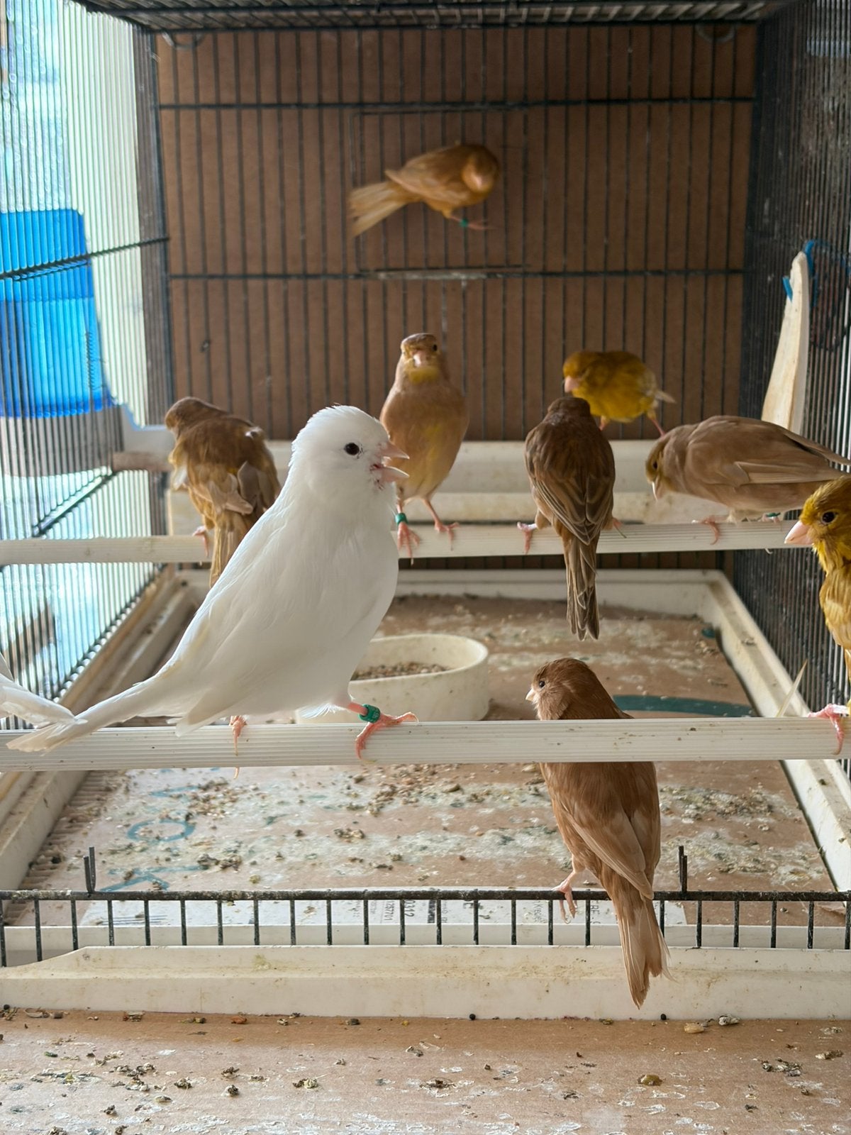 Witte kanaries en bruin geel bruin pastel   groen vinken, Dieren en Toebehoren, Vrouwelijk, Kleurkanarie