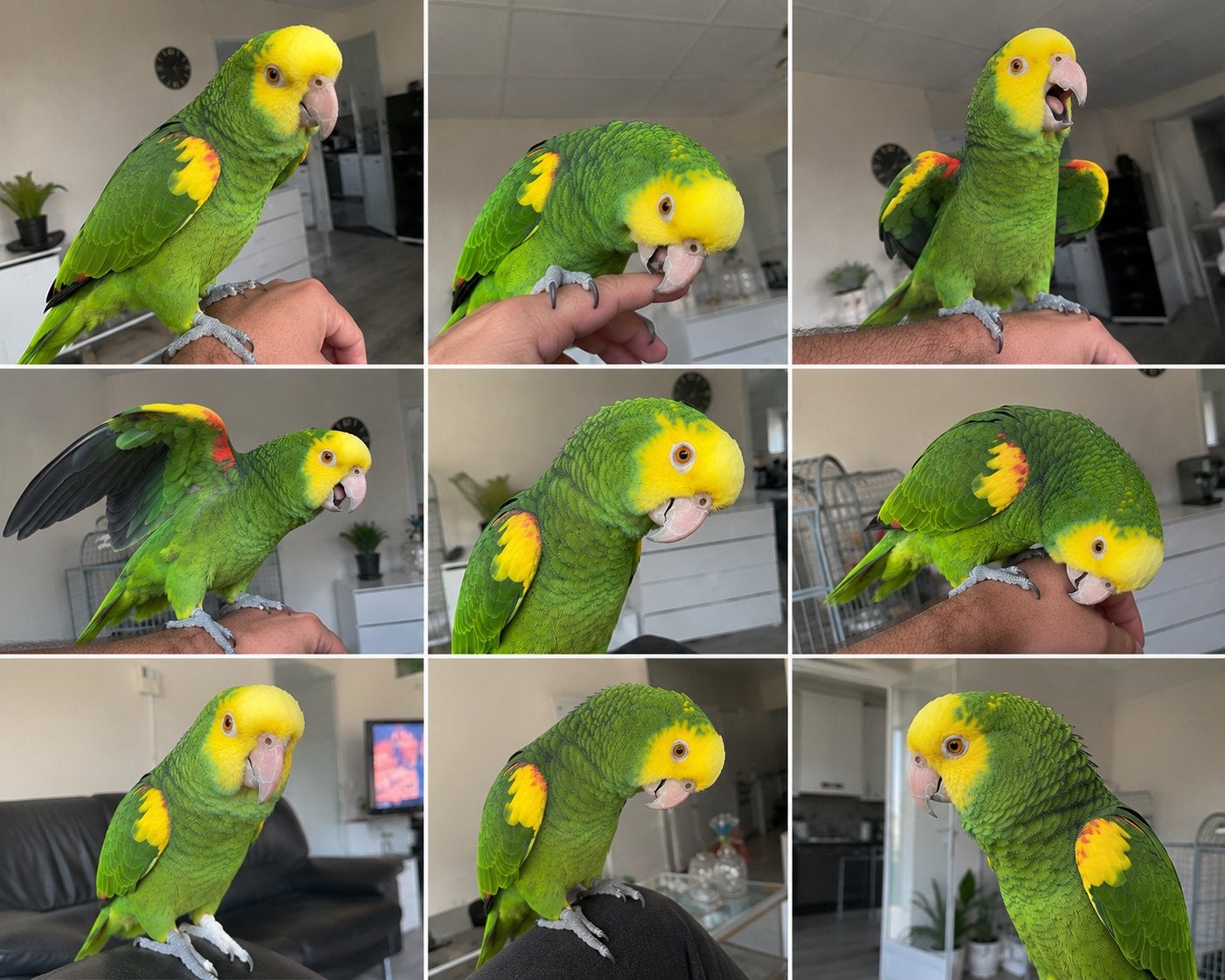 handtamme dubbele geelkop amazone, Mâle, Perroquet, Domestique