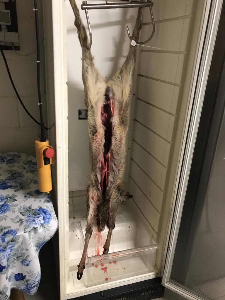 wild koelcel, Zakelijke goederen, Horeca | Keukenapparatuur, Ophalen, Gebruikt, Koelen en Vriezen
