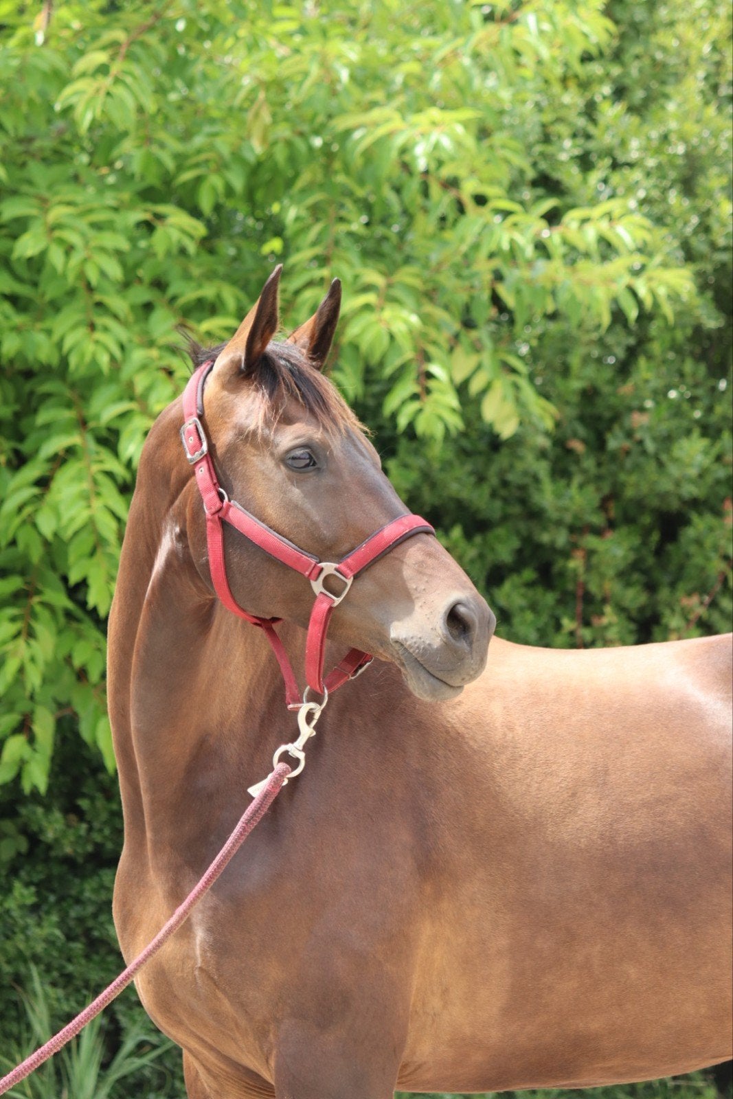 Knappe achtjarige Z2-merrie v. Incognito te koop, Dieren en Toebehoren, Paarden, Merrie, Dressuurpaard, 7 tot 10 jaar, 165 tot 170 cm