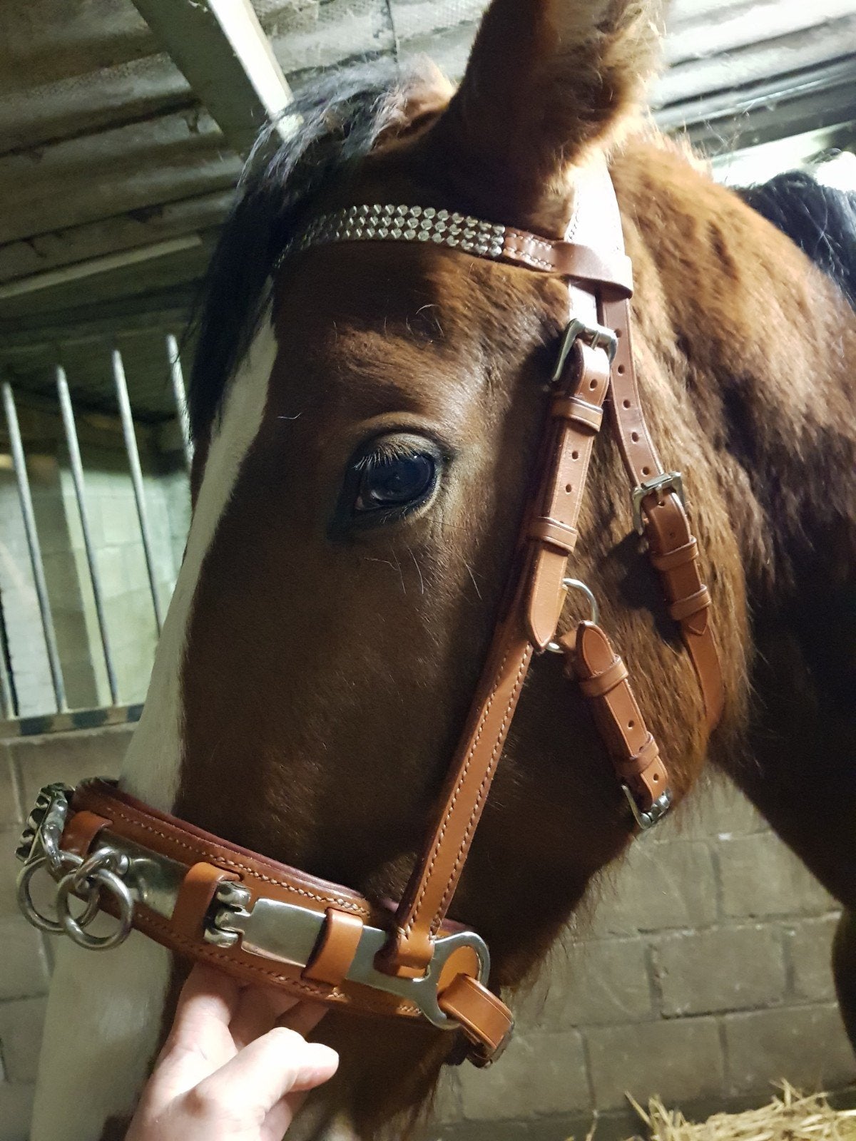 Kaptoom NIEUW, Dieren en Toebehoren, Ophalen, Handgemaakt, Kaptoom, Full