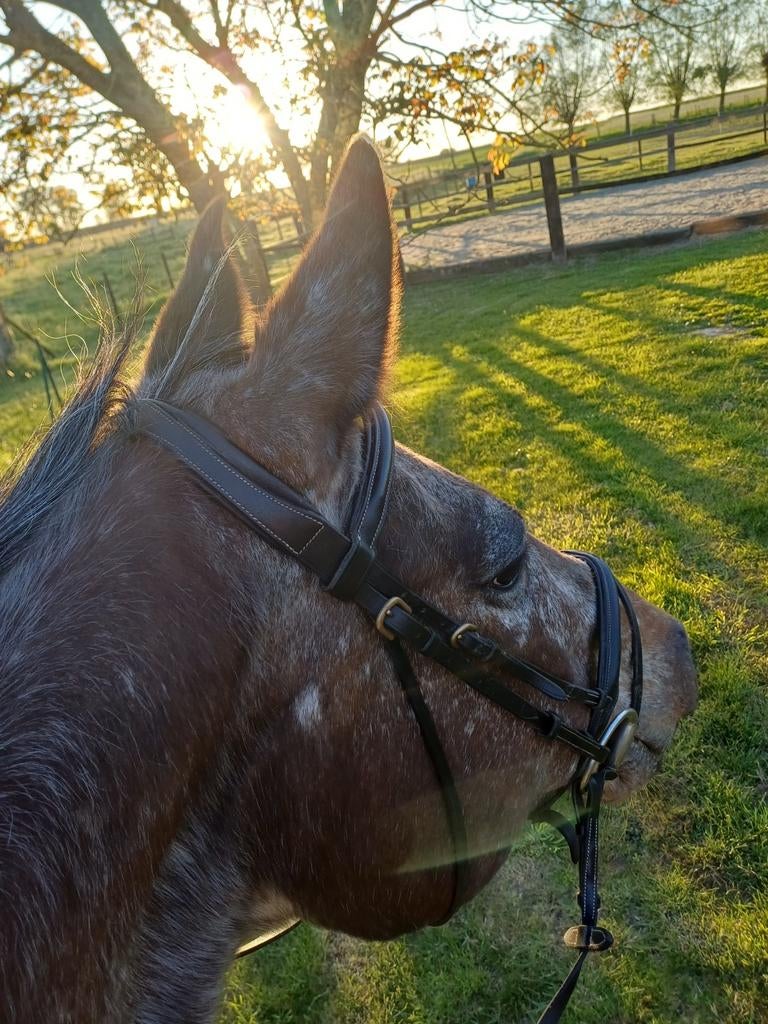 Petite pension pour chevaux confortable - Viane/Galmaarden/D, Animaux & Accessoires, Box & Pâturages, Pâturage
