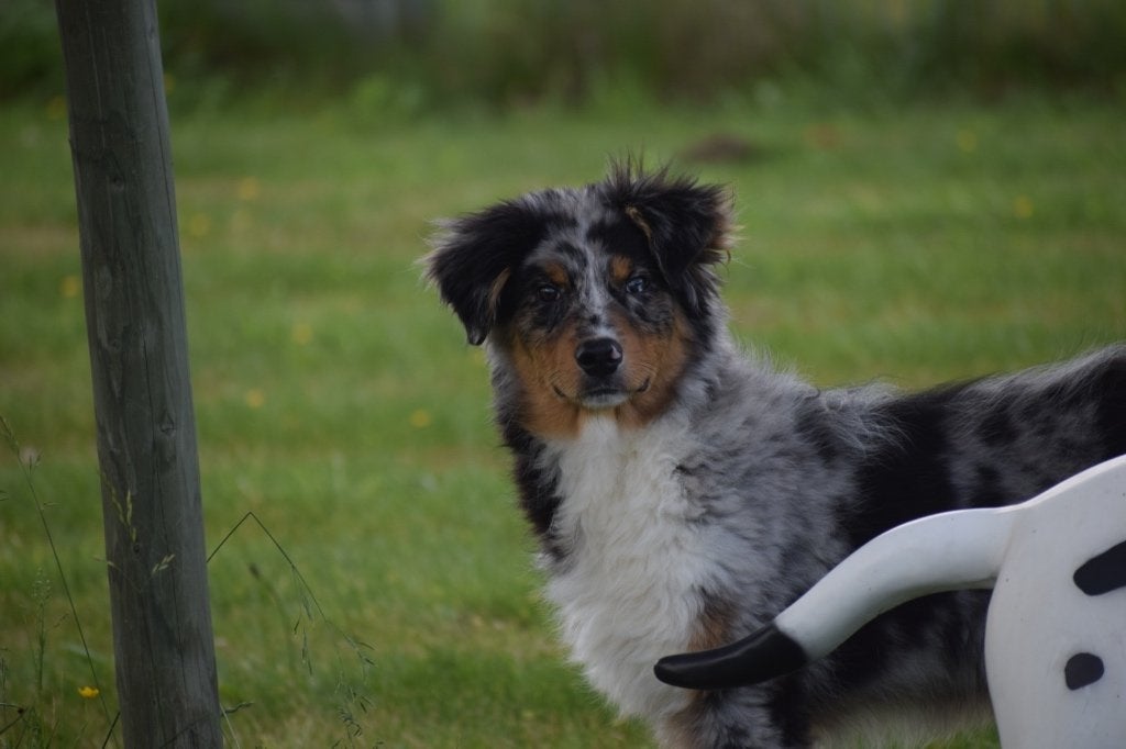 Australische herder "Baya" herplaatsing pup, België, 15 weken tot 1 jaar, Reu, Eén hond